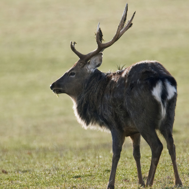 "Deer eating Grass" stock image