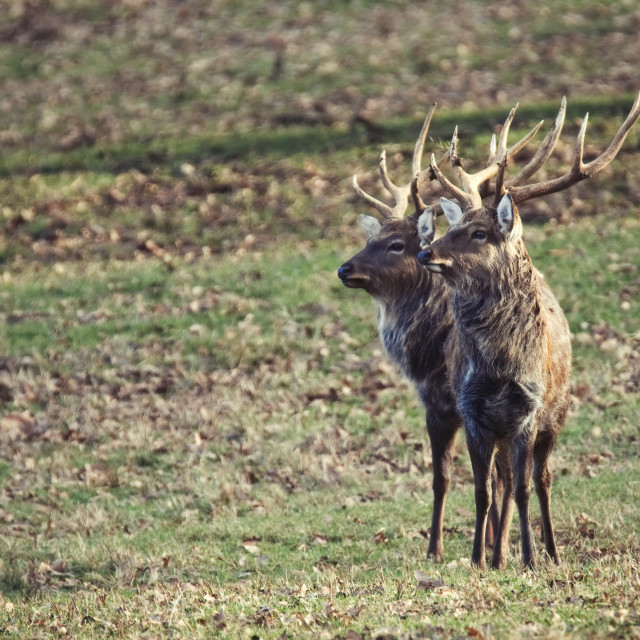 "A pair of Deers" by Gareth Tallon (Abidastra) - $12.27 "A pair of Deers" stock image