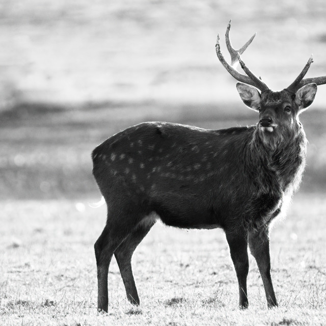 "Solitary Deer" stock image