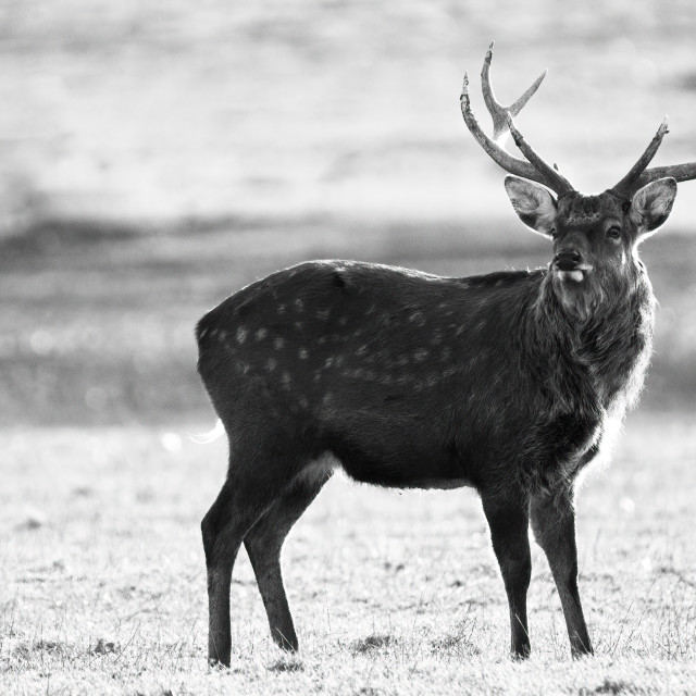 "Solitary Deer" by Gareth Tallon (Abidastra) - $24.53 "Solitary Deer" stock image