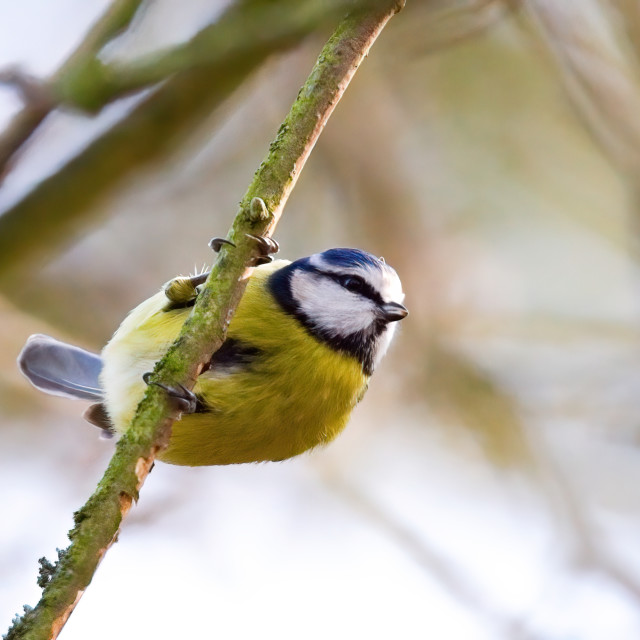 "Blue Tit (3)" by Gareth Tallon (Abidastra) - $12.35 "Blue Tit (3)" stock image