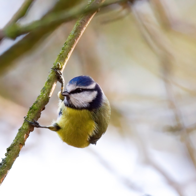 "Blue Tit (2)" by Gareth Tallon (Abidastra) - $12.35 "Blue Tit (2)" stock image