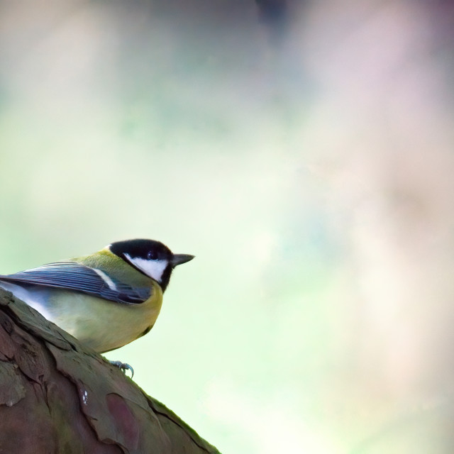 "Blue Tit on a tree branch" stock image