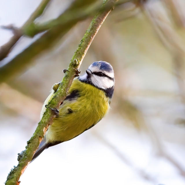 "Blue Tit (1)" stock image