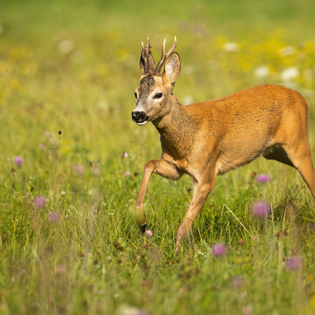 "Energetic roe deer buck running in high speed on a meadow in summer" stock image