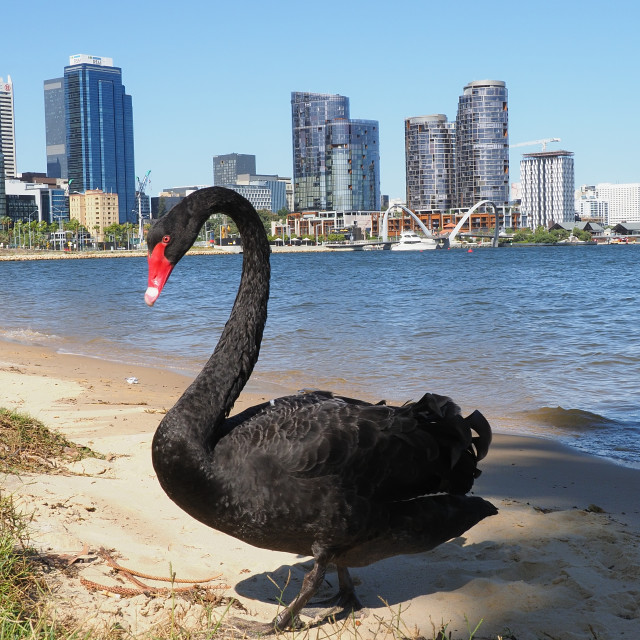 with Perth background - License, download or print for £6.20 | Photos | Picfair