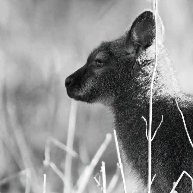 "Wallaby in profile" stock image