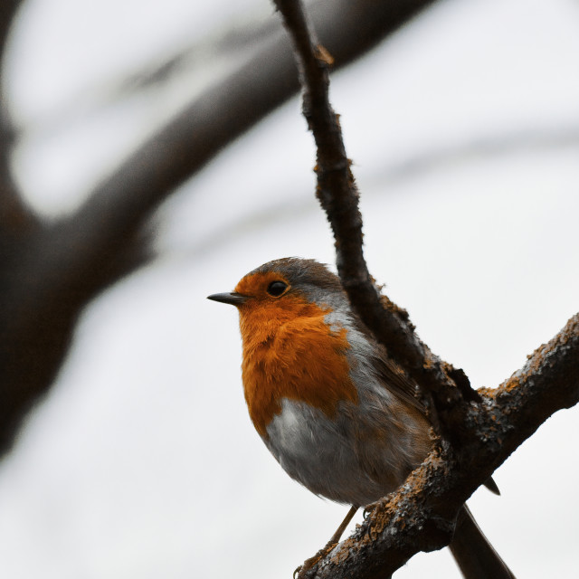 "A Winter Robin" stock image