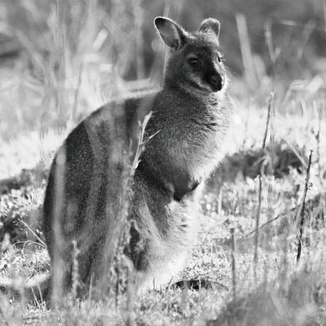 "Wallaby in the grass" stock image