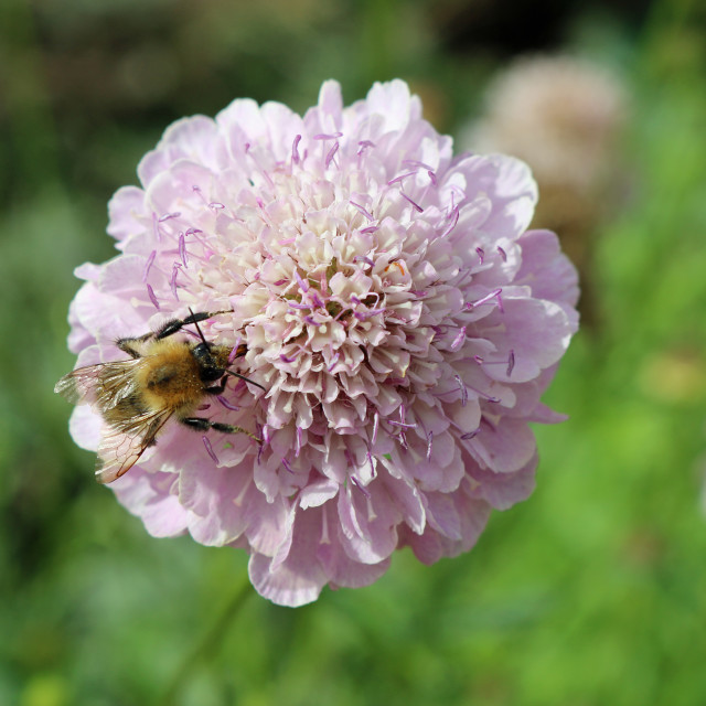 "Scabiosa pink flower with bee" stock image
