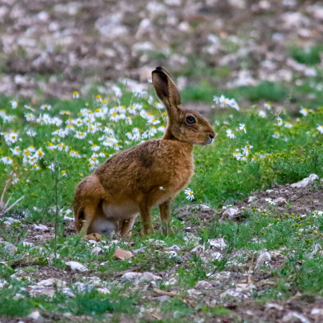 "A Brown Hare in the daisys" by Dorset Rural Photography - £5.00 "A Brown Hare in the daisys" stock image