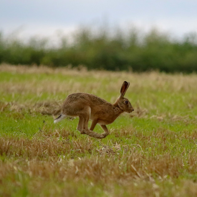 "Brown Hare on the Run" by Dorset Rural Photography - £5.00 "Brown Hare on the Run" stock image