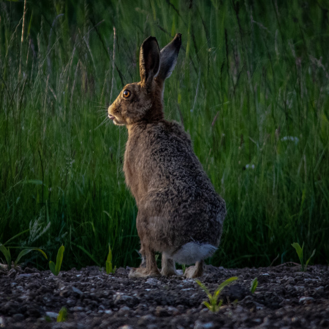 "Brown Hare" by Dorset Rural Photography - £5.00 "Brown Hare" stock image