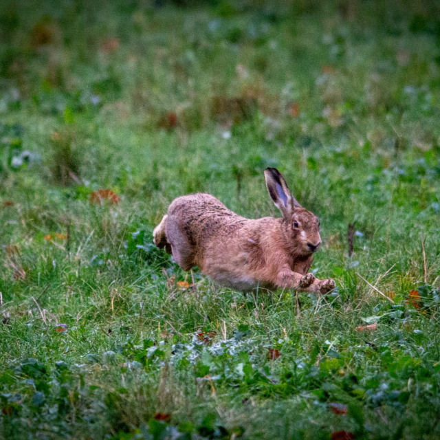 "Brown Hare on the run" by Dorset Rural Photography - £5.00 "Brown Hare on the run" stock image