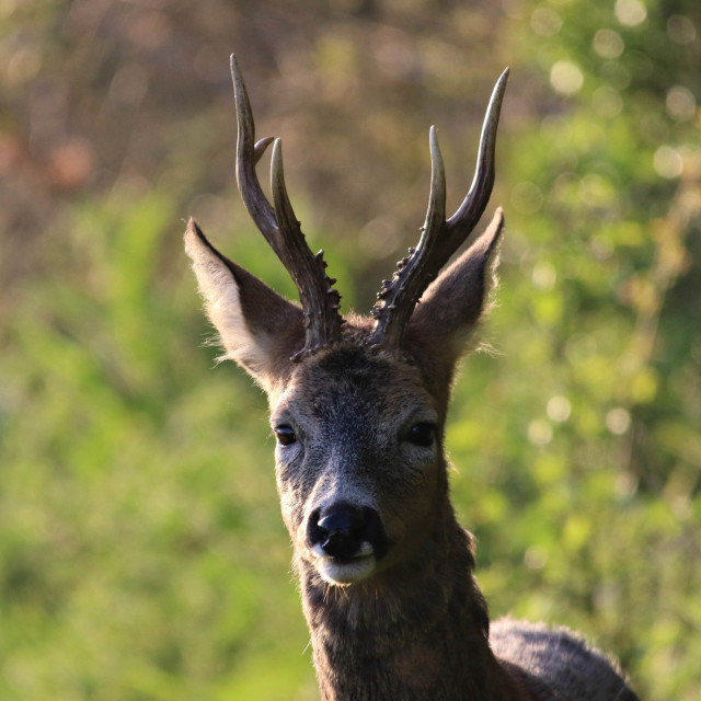 "Roe Deer" by Dorset Rural Photography - £5.00 "Roe Deer" stock image