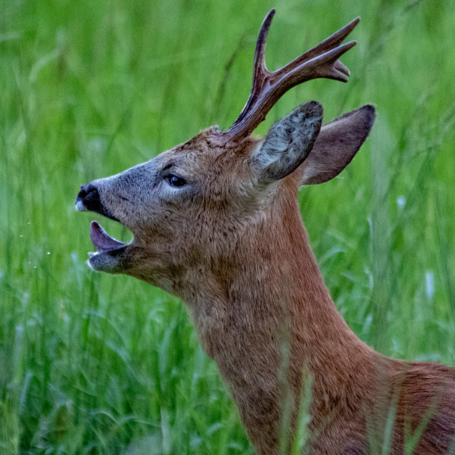"Roe Deer Barking" by Dorset Rural Photography - £5.00 "Roe Deer Barking" stock image