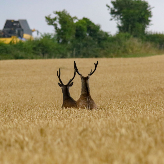 "Sika Deer watching the combine" by Dorset Rural Photography - £5.00 "Sika Deer watching the combine" stock image
