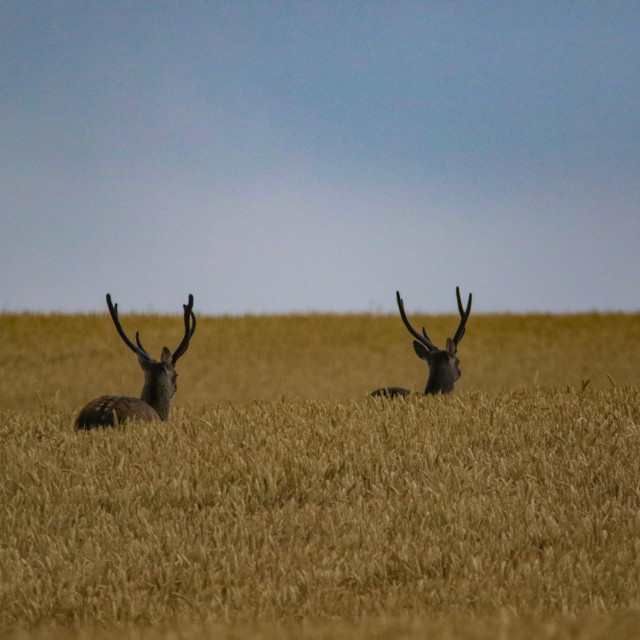"Sika Deer on the run" by Dorset Rural Photography - £5.00 "Sika Deer on the run" stock image