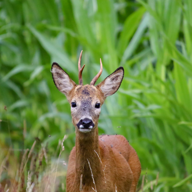 "Roe Deer" by Dorset Rural Photography - £5.00 "Roe Deer" stock image
