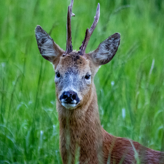 "Roe Deer" by Dorset Rural Photography - £5.00 "Roe Deer" stock image