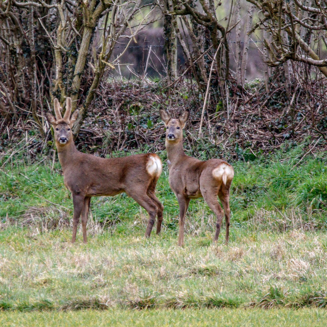 "A Pair of Roe Deer" by Dorset Rural Photography - £5.00 "A Pair of Roe Deer" stock image