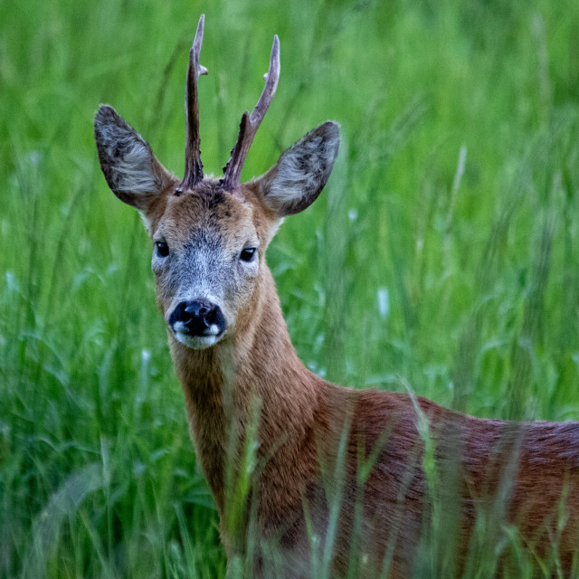 "Roe Deer" by Dorset Rural Photography - £5.00 "Roe Deer" stock image