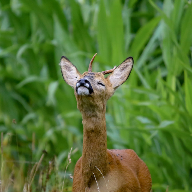 "Roe Deer" by Dorset Rural Photography - £5.00 "Roe Deer" stock image