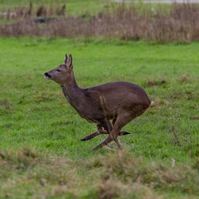 "Roe Deer on the run" by Dorset Rural Photography - £5.00 "Roe Deer on the run" stock image
