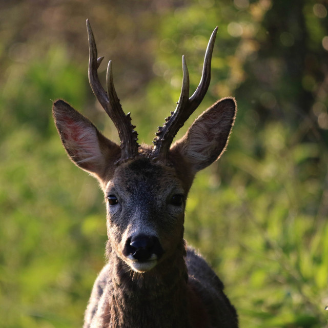 "Roe Deer" by Dorset Rural Photography - £5.00 "Roe Deer" stock image
