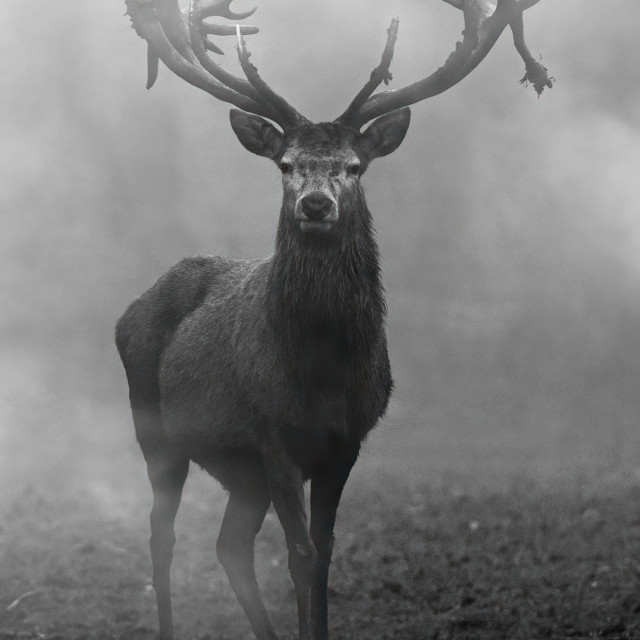 "Red Deer in the Mist" stock image