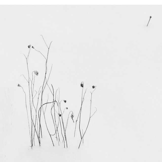 dried plants in the snow - License, download or print for £30.00 ...