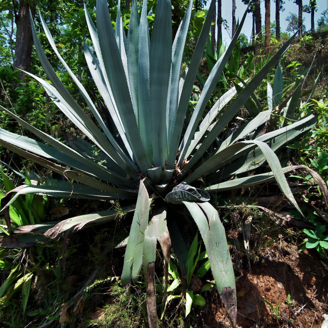 Giant Aloe Vera Plant License Download Or Print For 12 40 Photos Picfair