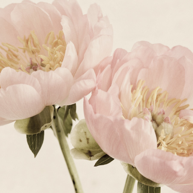 "Pair of Soft Pink Dahlias" stock image