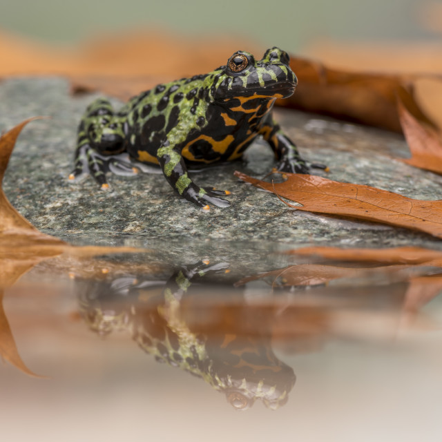 "Fire Bellied Toad Refection" stock image