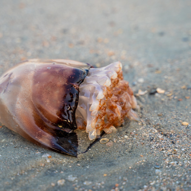 "Cannonball Jellyfish Washed Ashore" stock image