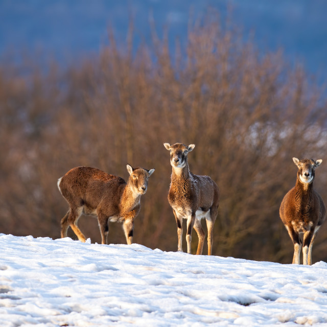"Mouflon family standing and watching in wintertime" stock image
