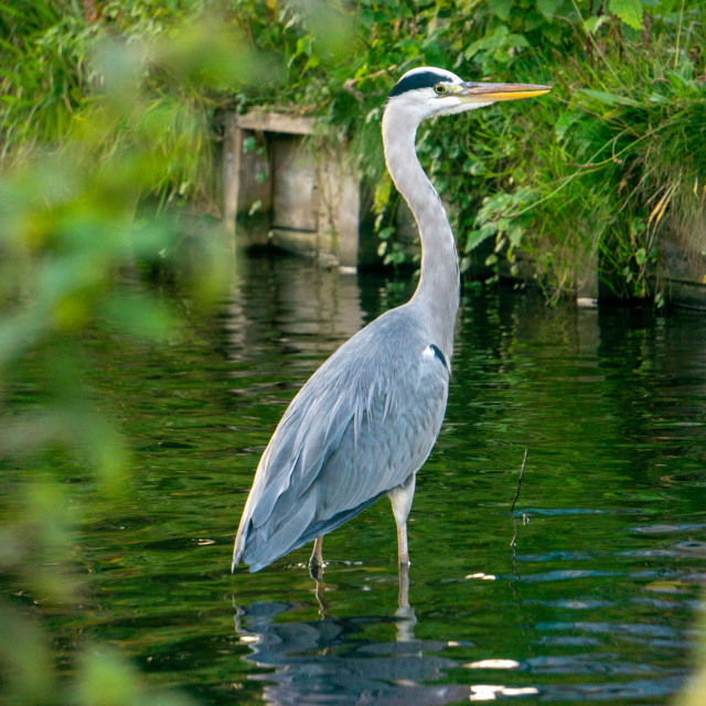 "Urban Heron Bird" by frederik enneman - £20.00 "Urban Heron Bird" stock image