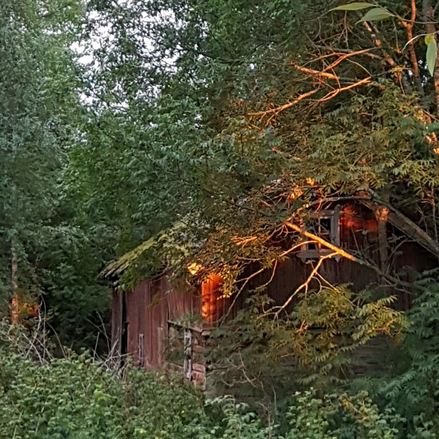 "Old barn in forest" stock image