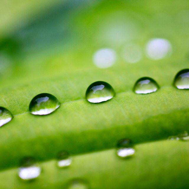 "Dew Drops in the garden" stock image