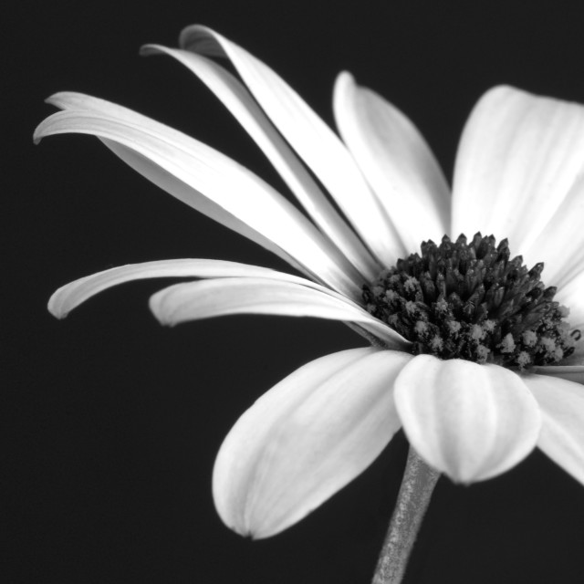 "Abstract Black and White Floral" stock image