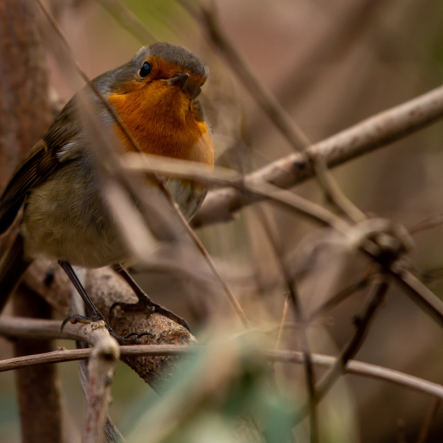"Robin bird in backyard garden" by frederik enneman - £20.00 "Robin bird in backyard garden" stock image