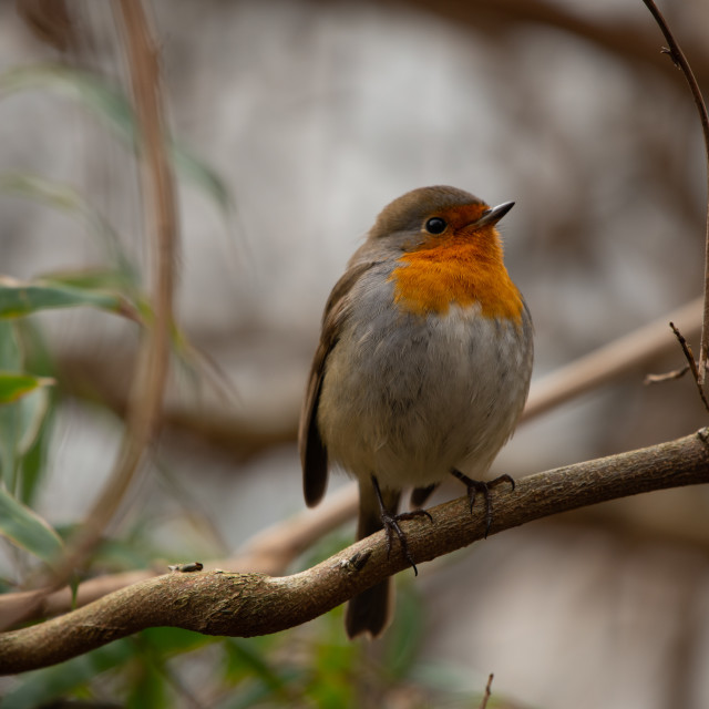 "Robin bird in backyard garden" by frederik enneman - £20.00 "Robin bird in backyard garden" stock image