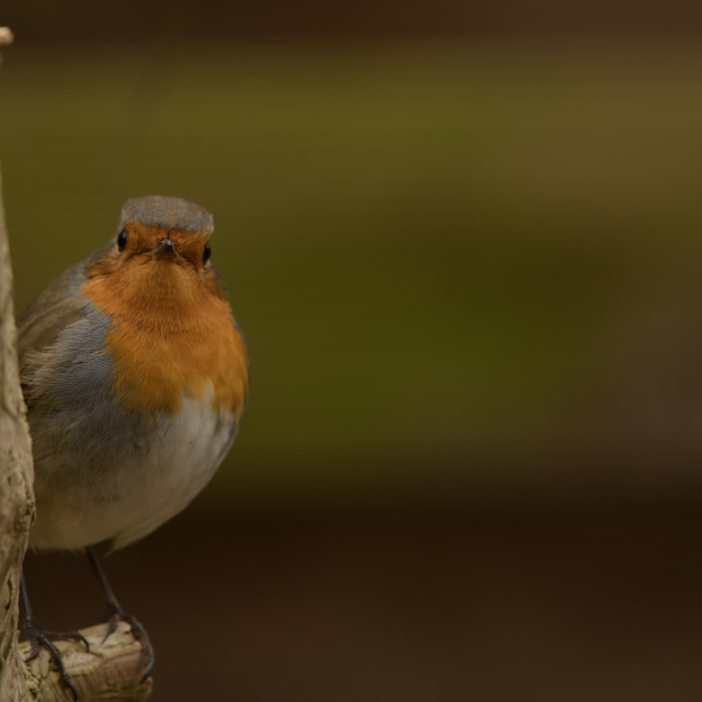 "Robin bird in backyard garden" by frederik enneman - £20.00 "Robin bird in backyard garden" stock image