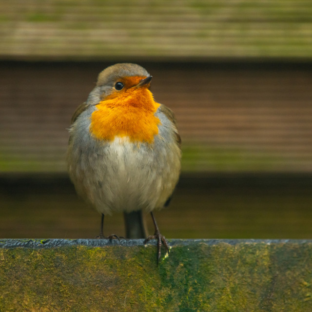 "Robin bird in backyard garden" by frederik enneman - £20.00 "Robin bird in backyard garden" stock image