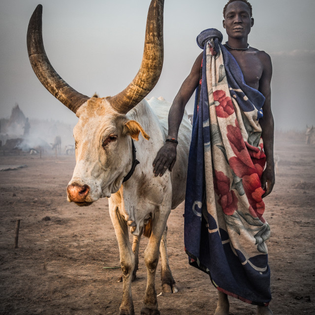 "Mundari man with his watusi" stock image