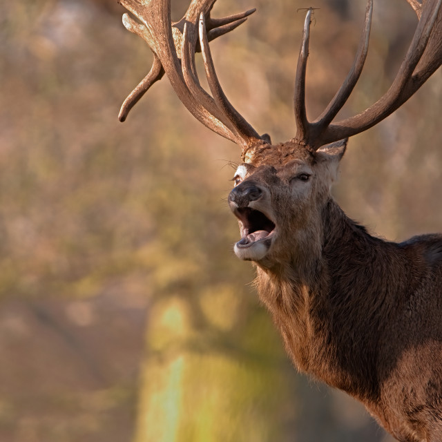 "Bellowing Red Deer Stag" stock image