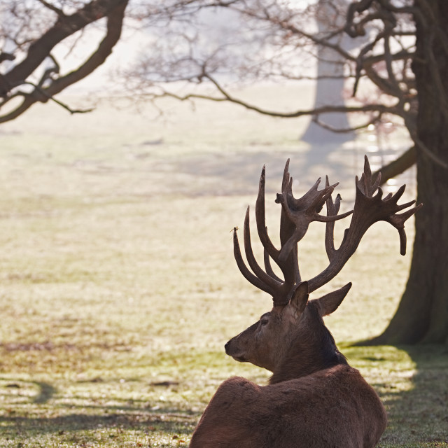 "Red Deer Stag resting" stock image