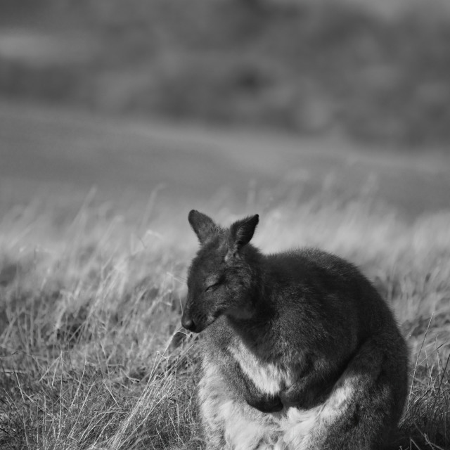 "Wallaby falling asleep" stock image