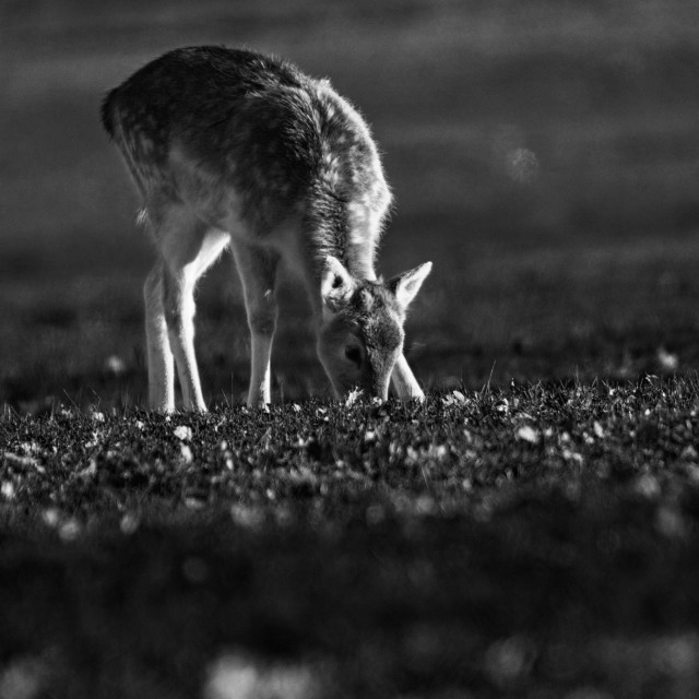 "Fallow Deer Calf grazing" stock image