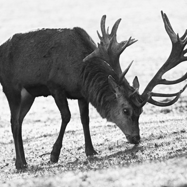 "Red Deer Grazing" stock image